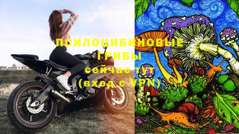 Галлюциногенные грибы MAGIC MUSHROOMS  Муравленко 